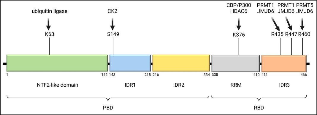 The structure and regulation of G3BP1.jpg